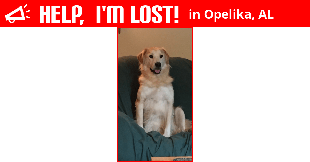 Lost Dog (Opelika, Alabama) Bounce