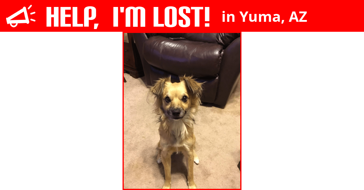 Lost Dog (Yuma, Arizona) Binx
