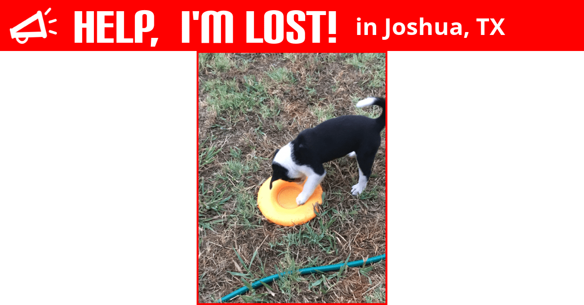 Lost Dog (Joshua, Texas) Bella