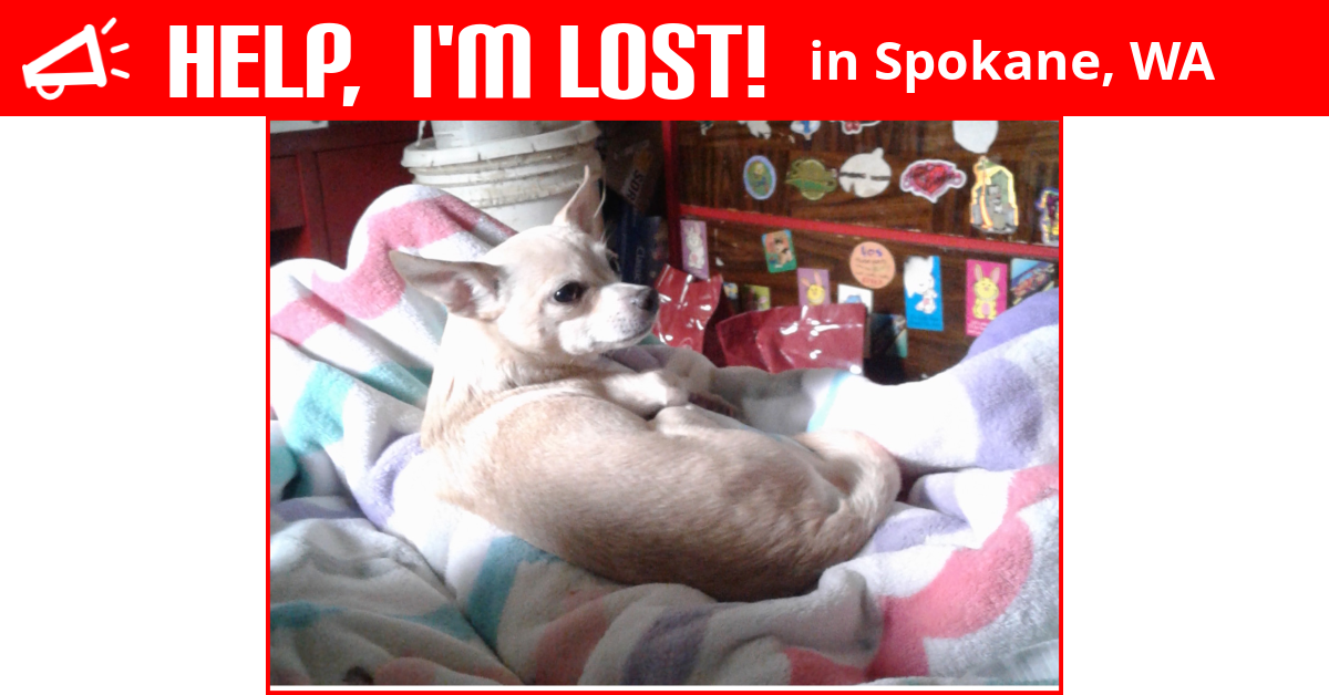 Lost Dog (Spokane, Washington) Rocket