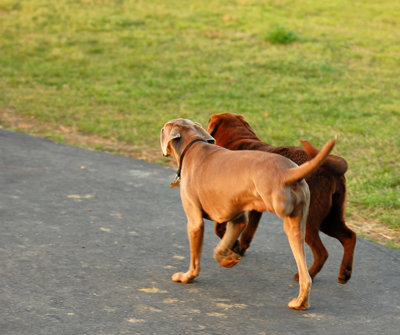 Lost Dog (Smithville, Mississippi) Lucky