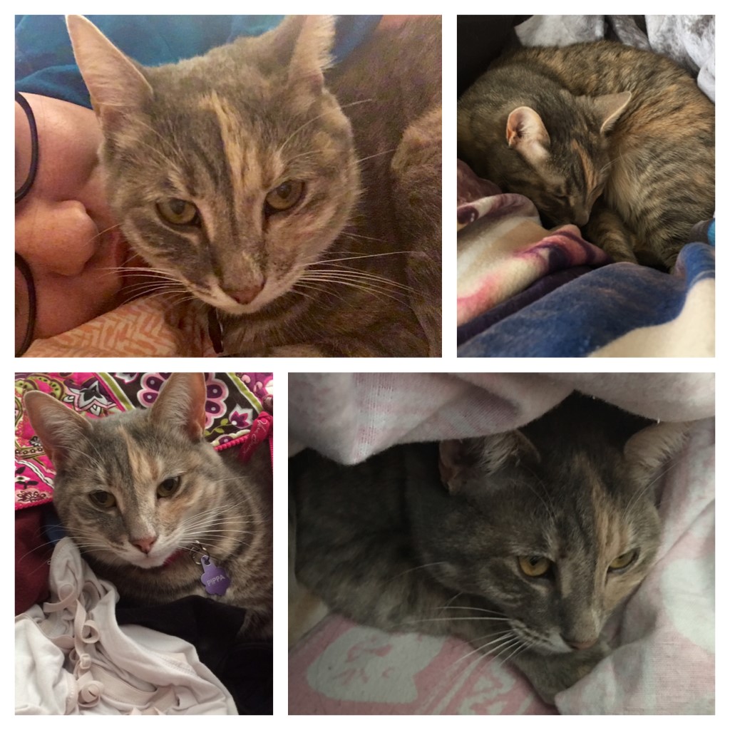Lost Cat (Hickory, North Carolina) Pippa