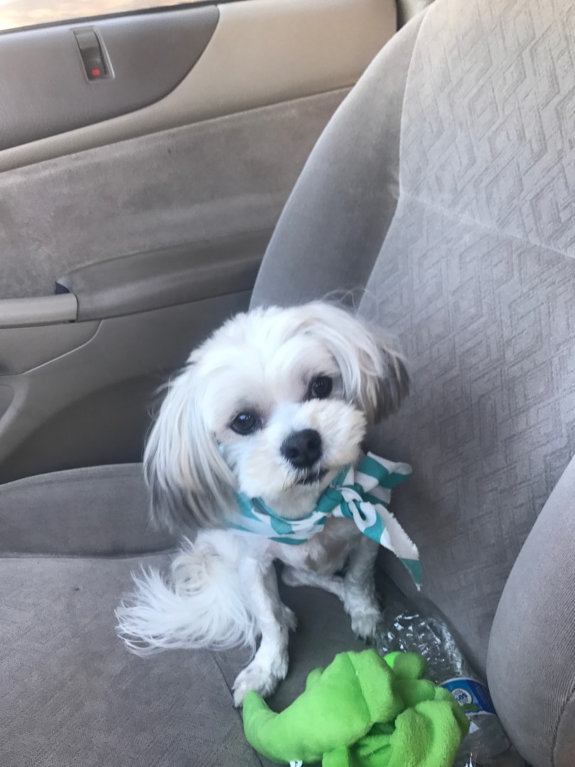 Lost Dog (Prescott, Arizona) Mister