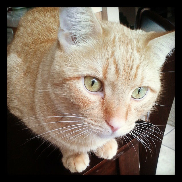 Lost Cat (San Bernardino, California) Maximus