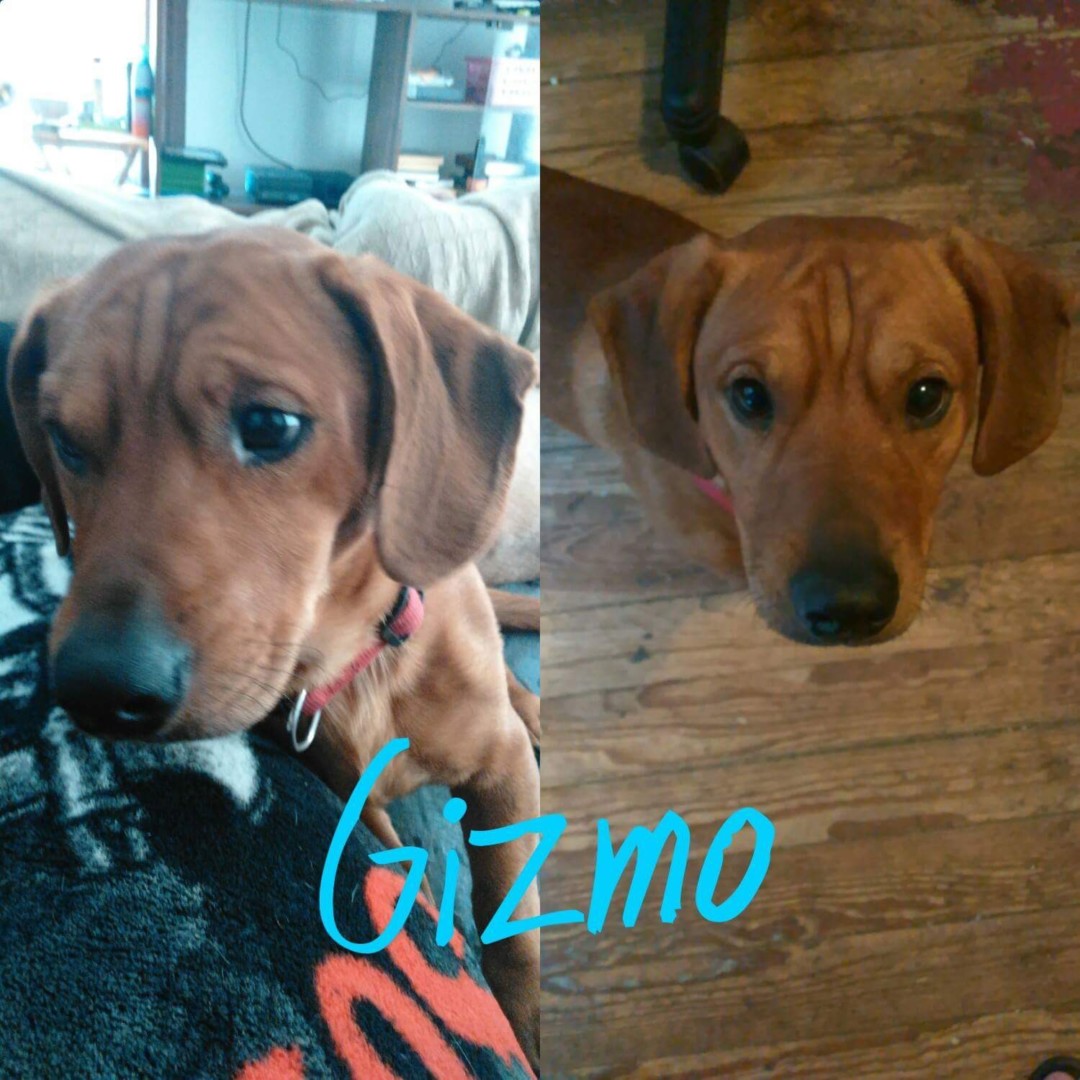 Lost Dog (Queensbury, New York) Gizmo