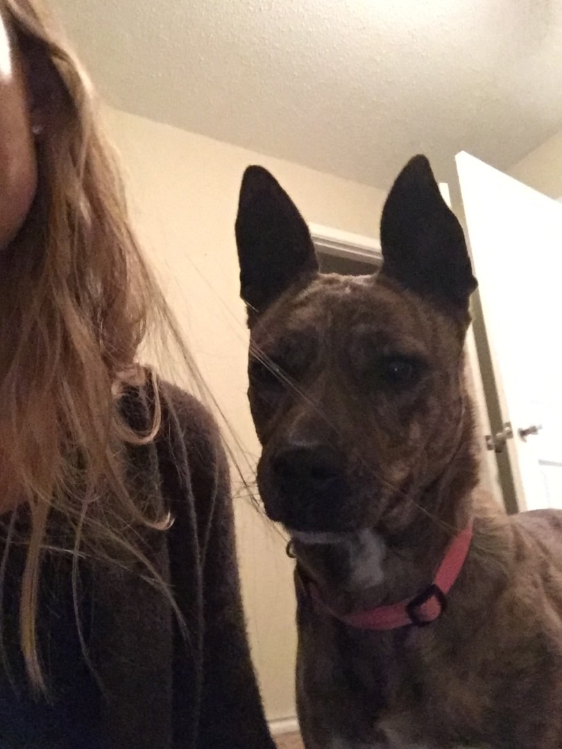 Lost Dog (Lubbock, Texas) Arwen