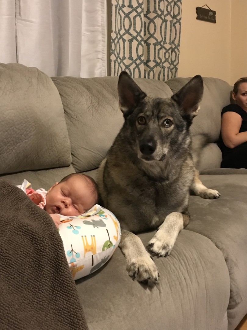 Lost Dog (Saint Paul, Minnesota) Gunny