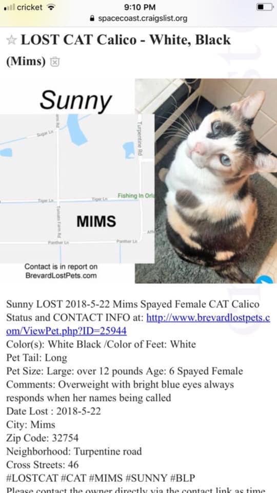 Lost Cat (Mims, Florida) Sunny
