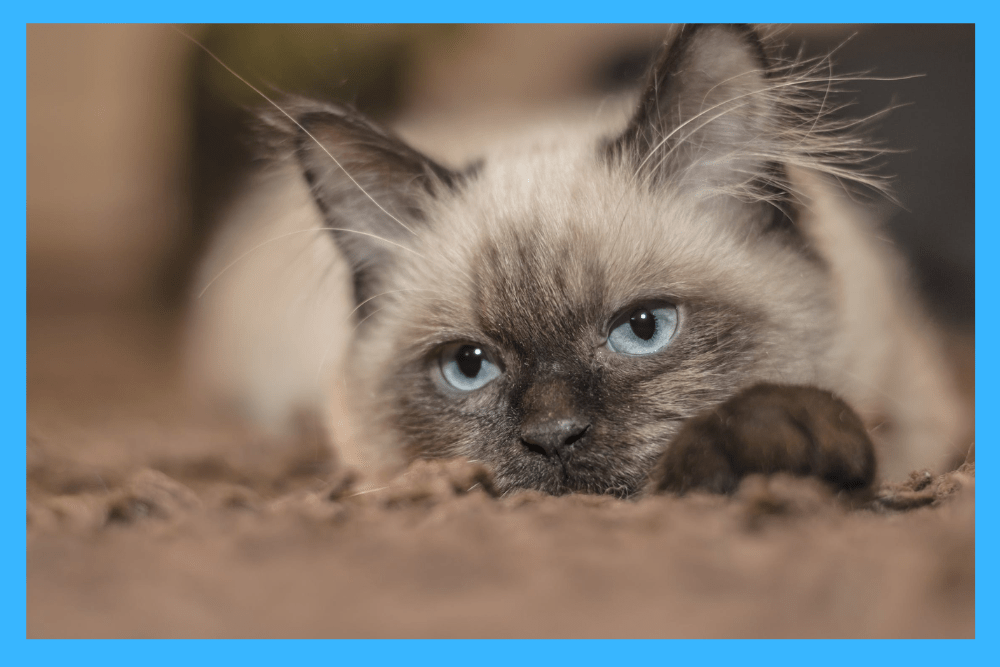 The Difference Between Male And Female Siamese Cats An InDepth Comparison