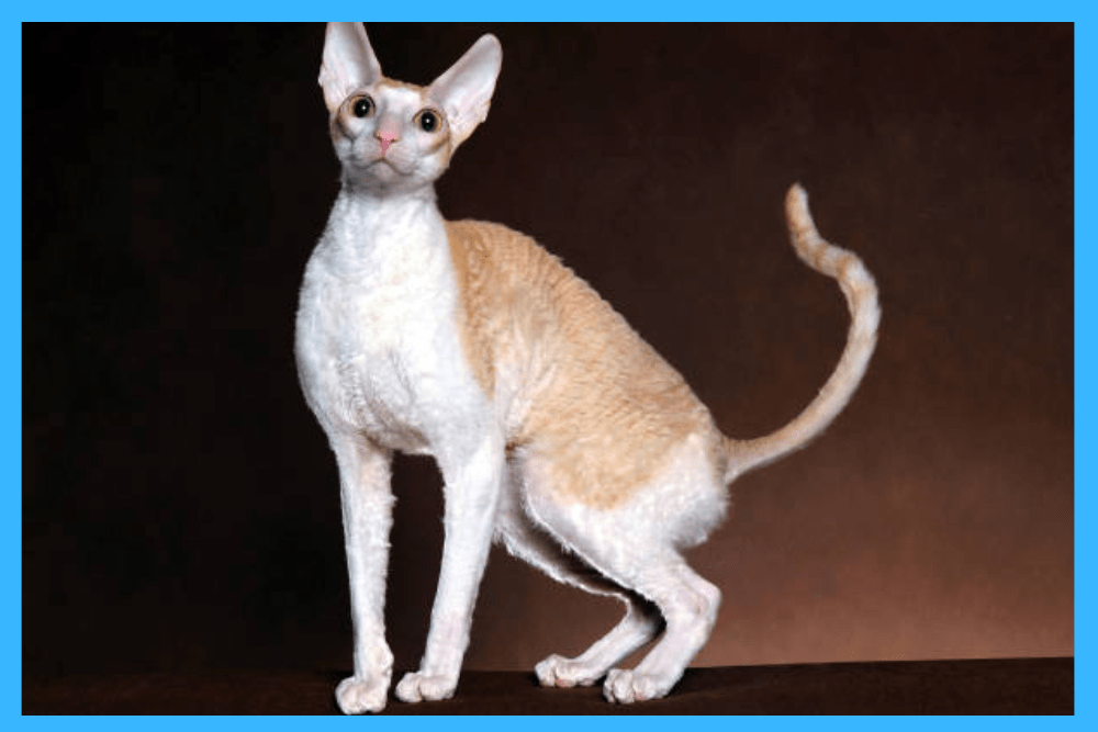 Difference Between Devon rex and Cornish rex A detailed Comparison