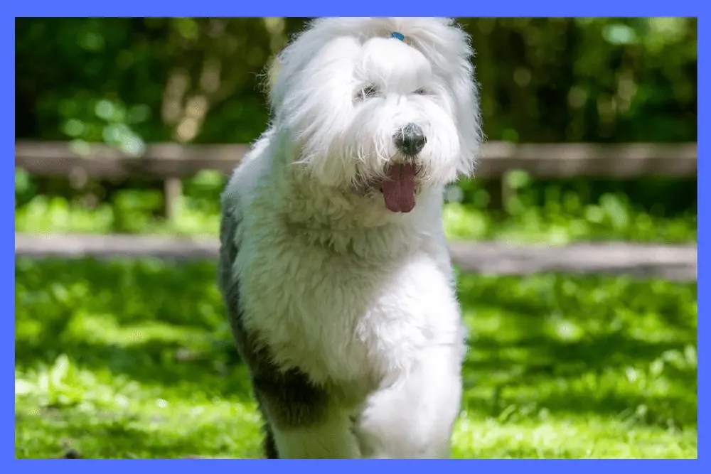 Do Old English Sheepdog Shed/ Complete Breed Information