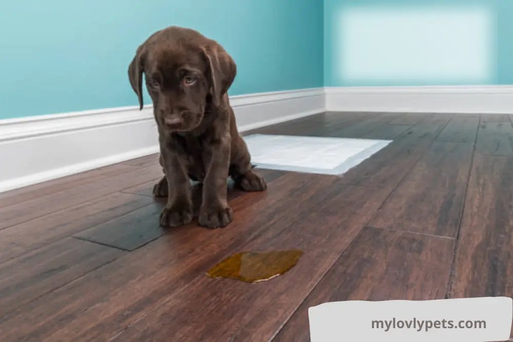 Why Is My Puppy Peeing Every 5 Minutes? What is Normal??