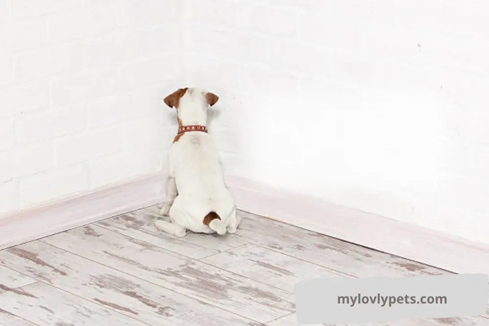 Why Is My Puppy Peeing Every 5 Minutes? What is Normal??