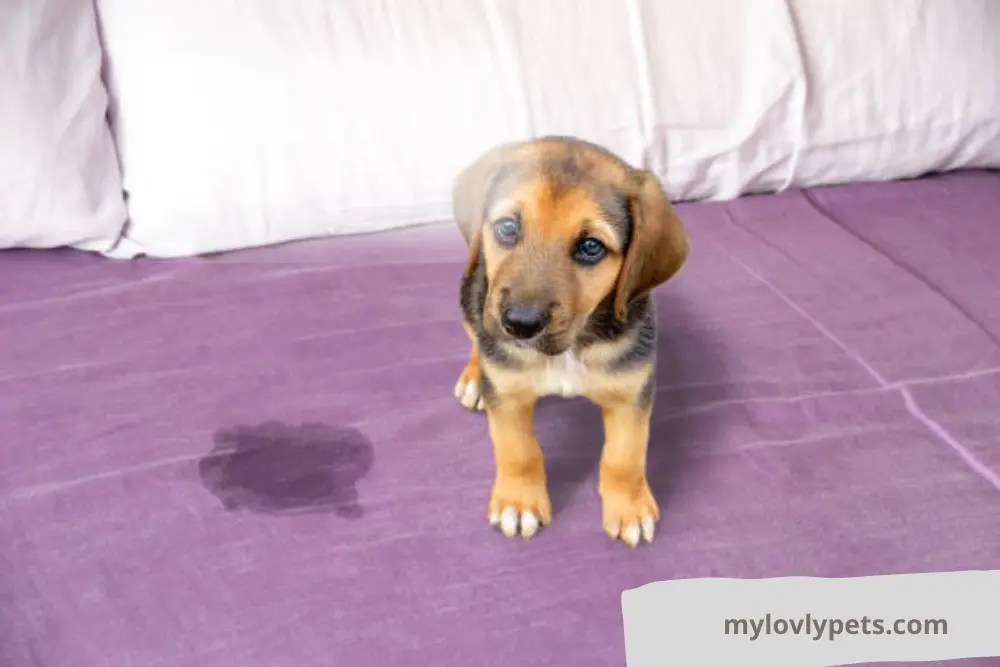 Why Is My Puppy Peeing Every 5 Minutes? What is Normal??