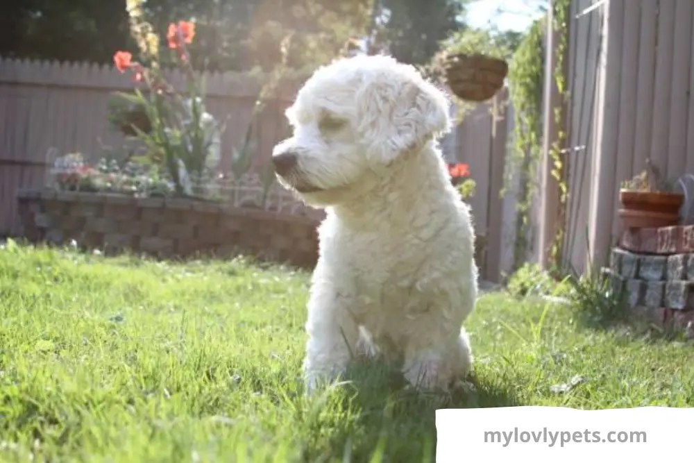 11 Dynamic Cockapoo Colors/ My Lovely Pets