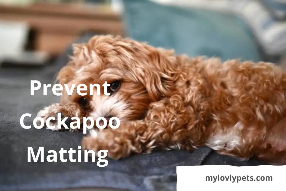 How to Prevent Cockapoo Matting/ Best Ways to Care for Your Pet