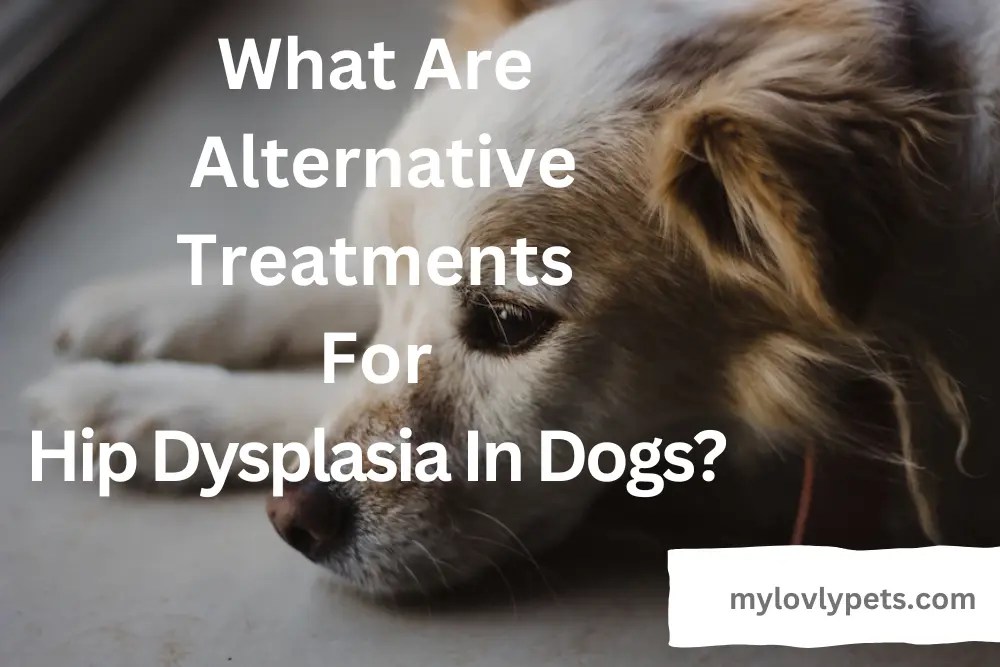 What Is Alternative Treatment For Hip Dysplasia In Dogs?