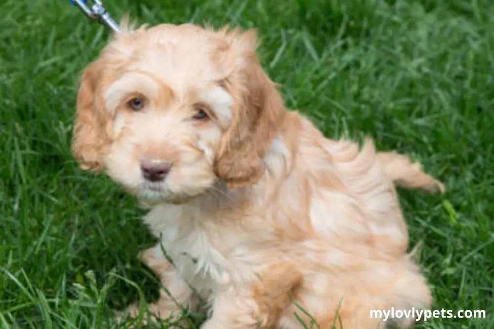 Miniature Cockapoo All Information You Need To Know