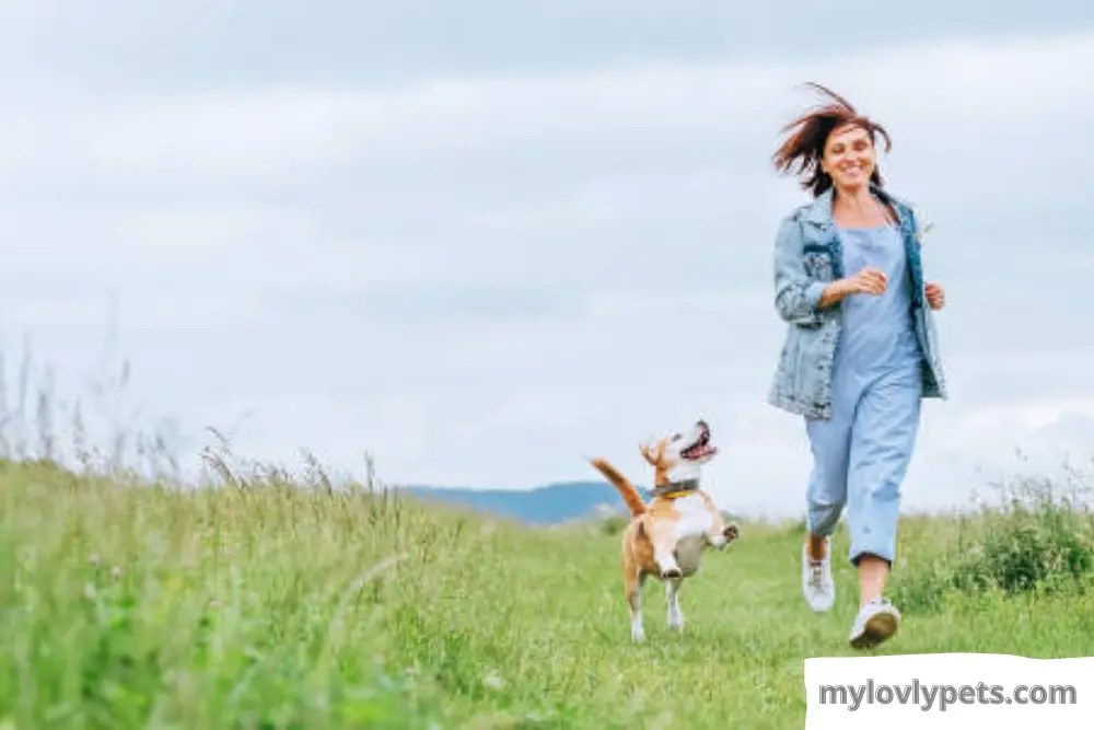 How To Leash Train A Puppy In 5 Simple Steps