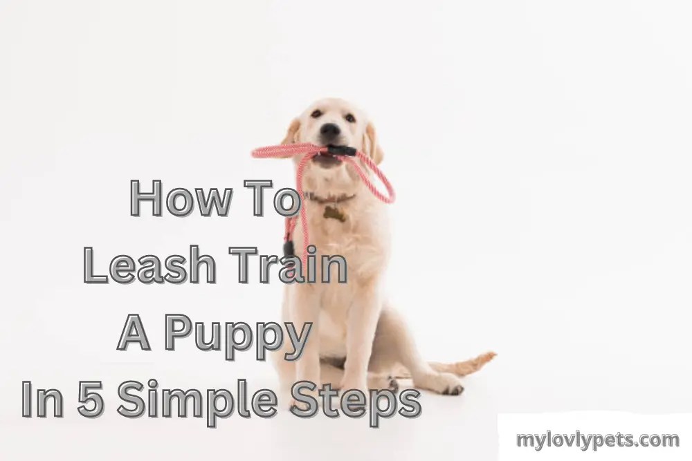 How To Leash Train A Puppy In 5 Simple Steps