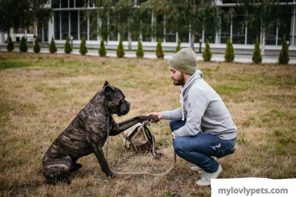 How To Leash Train A Puppy In 5 Simple Steps