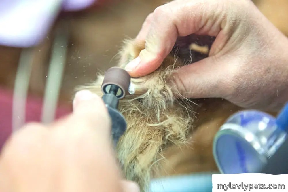 Can I Cut Dog's Nails With Human Clippers? My Lovely Pets