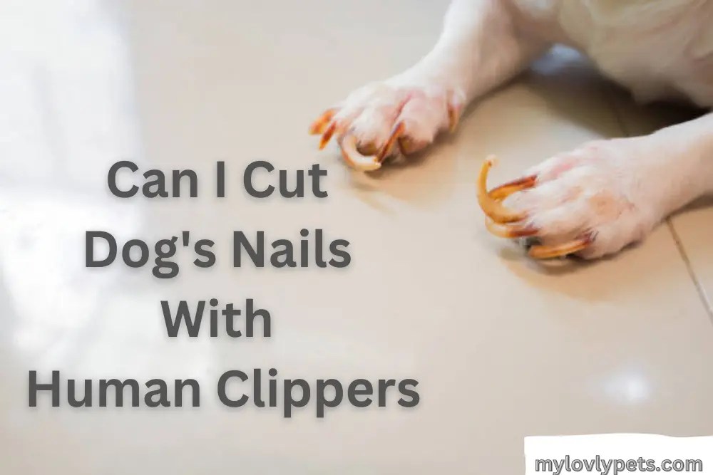 Can I Cut Dog's Nails With Human Clippers? My Lovely Pets