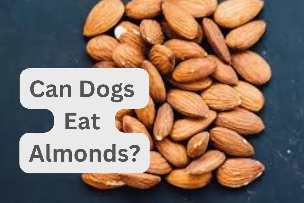 Are Almond Nuts Good For Dogs