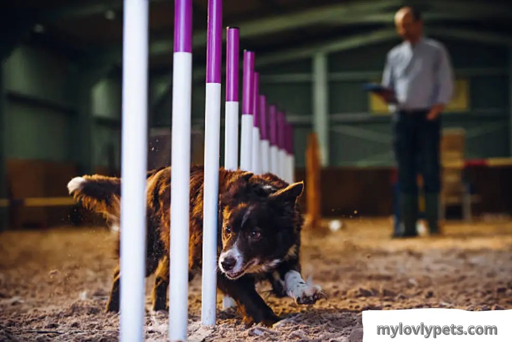 Is Private Dog Training Worth It? How To Cut Its Cost