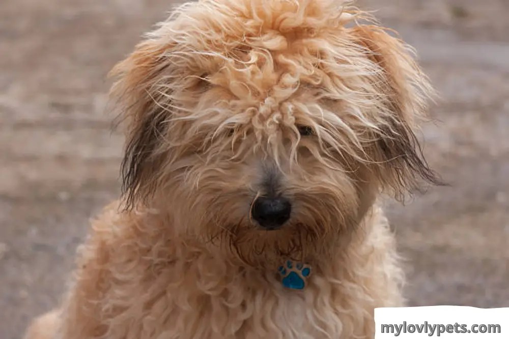 Effective Home Remedies For Matted Dog Hair