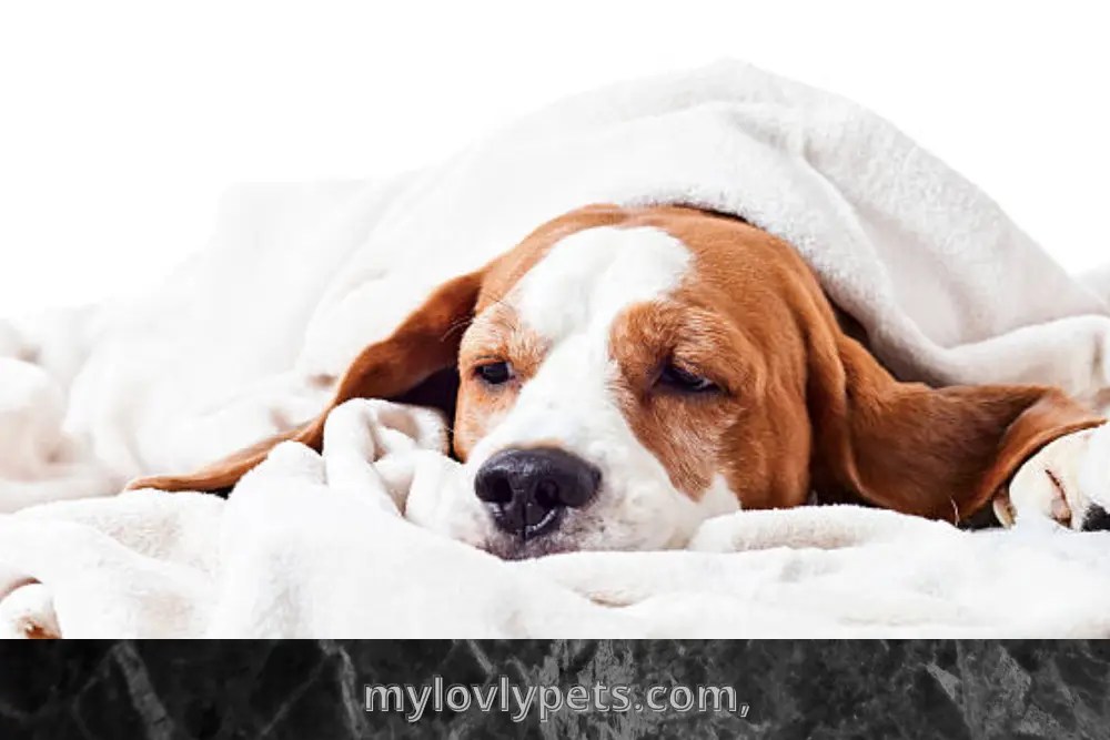How To Treat Dog UTI At Home? 10 Natural Remedies