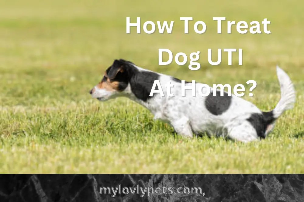 How To Treat Dog UTI At Home? 10 Natural Remedies