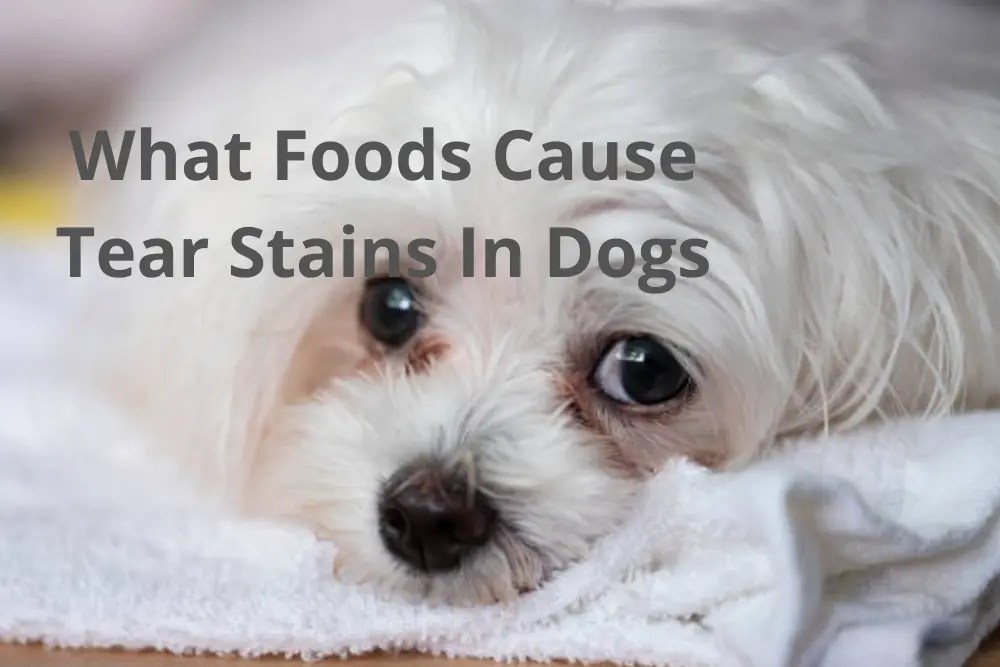 What Foods Cause Tear Stains In Dogs?