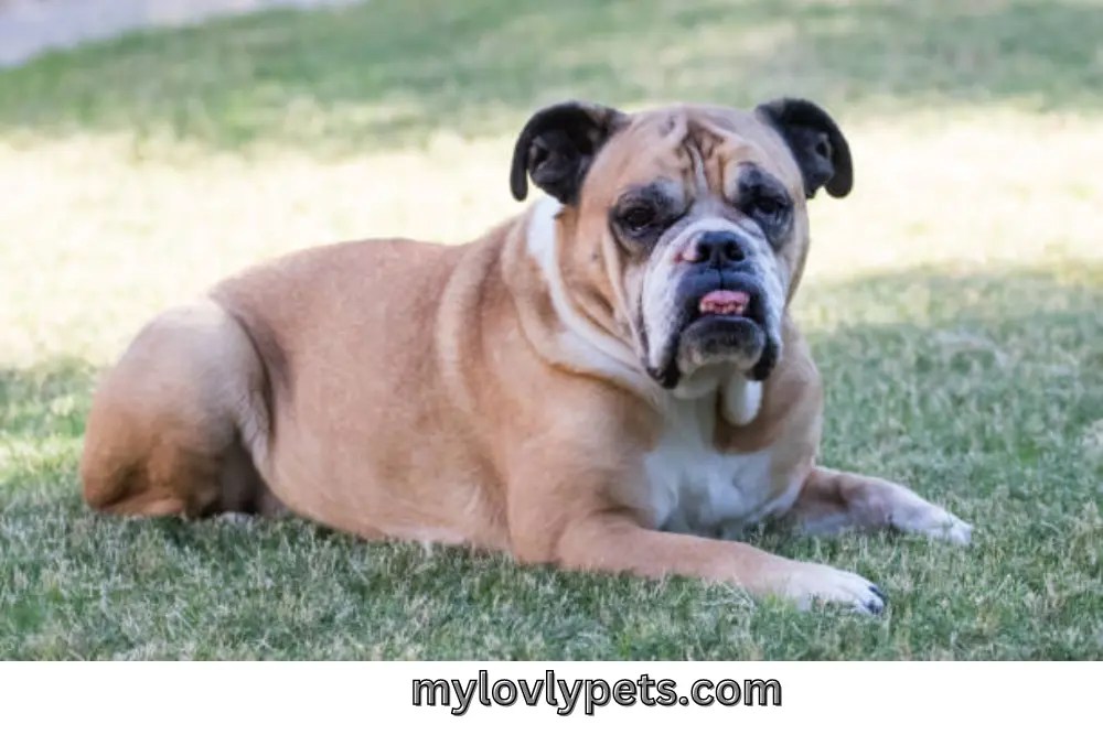 Should English Bulldogs Have An Underbite?