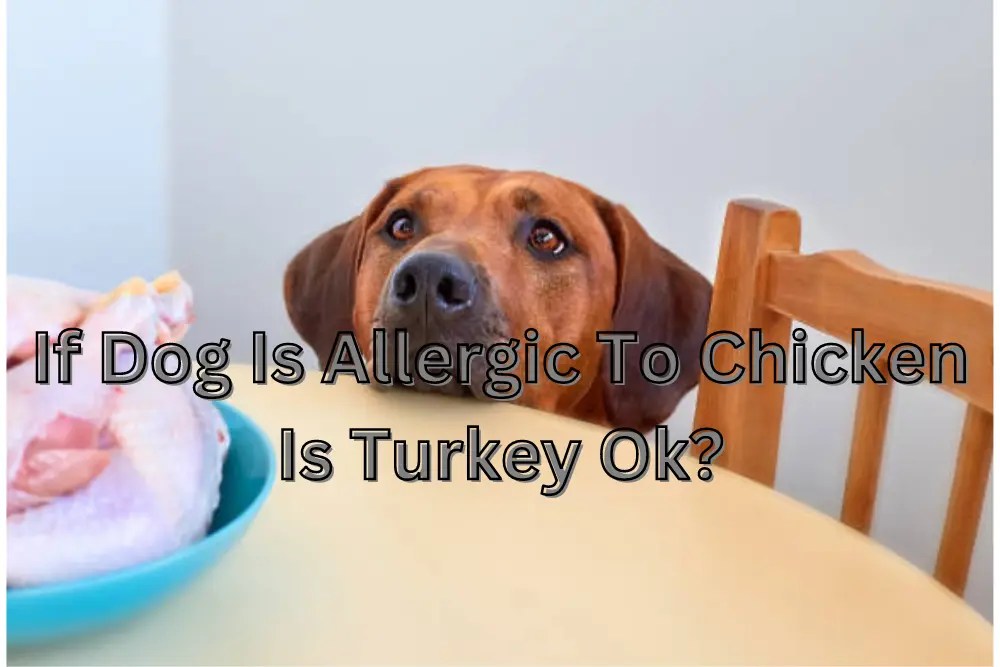 If Dog Is Allergic To Chicken Is Turkey Ok?