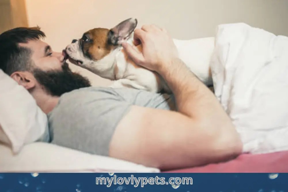 7 Reasons Why Does My Dog Lay On Me?