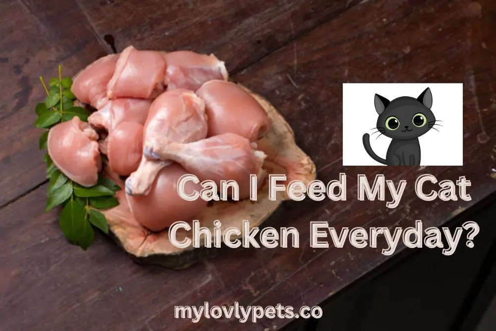 Can I Feed My Cat Chicken Everyday?