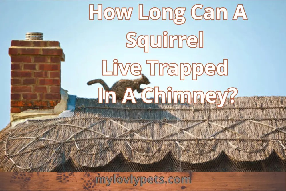 How Long Can A Squirrel Live Trapped In A Chimney?
