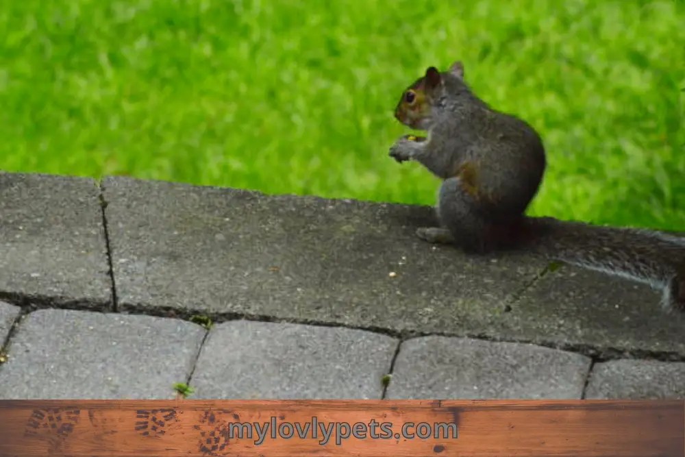 How Long Can A Squirrel Live Trapped In A Chimney?