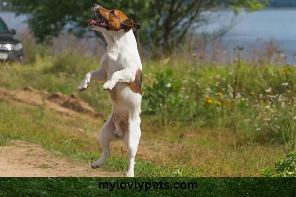 Why Does My Dog Walk Around Me In Circles?