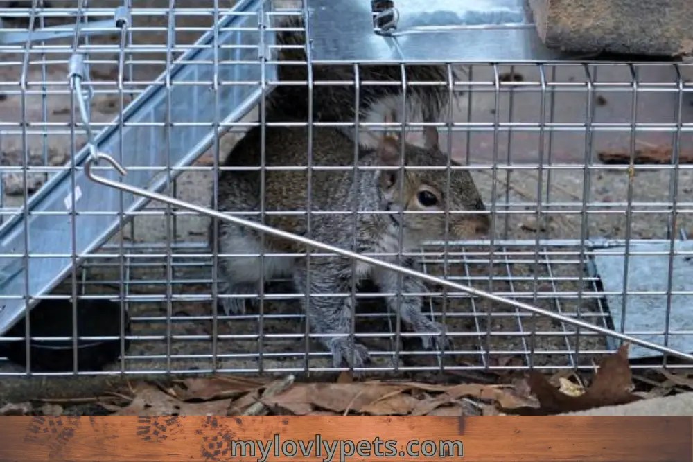 How Do You Keep Squirrels Off Your Roof?