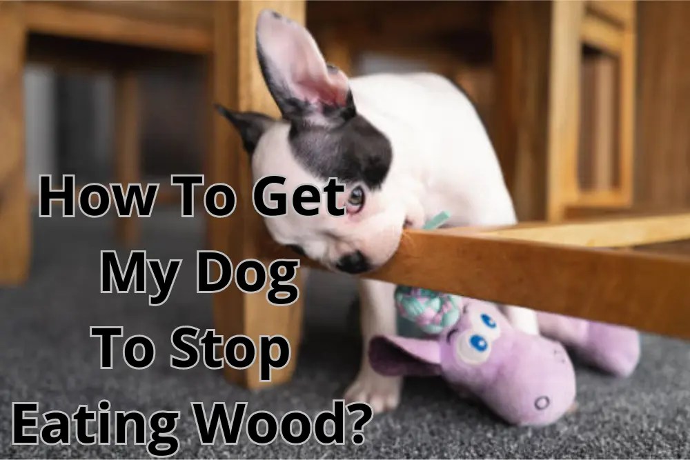 How To Get My Dog To Stop Eating Wood?