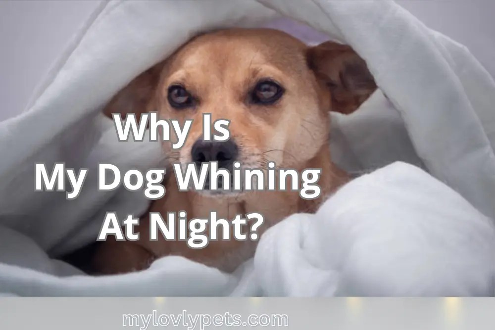 Why Is My Dog Whining At Night? Reasons Explained