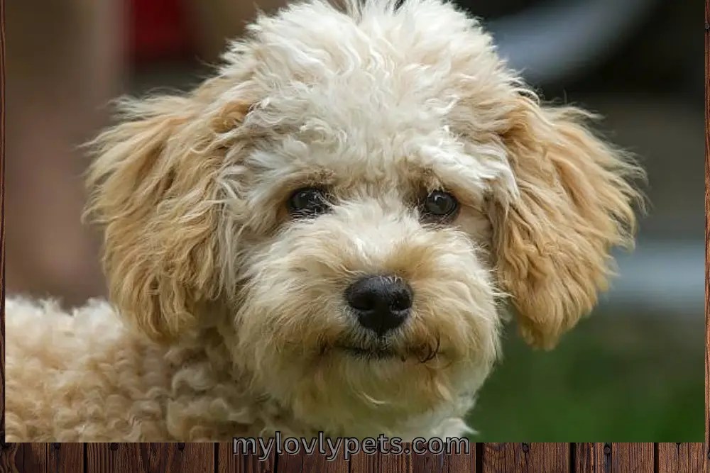 How Big Will A Cavapoo Grow?