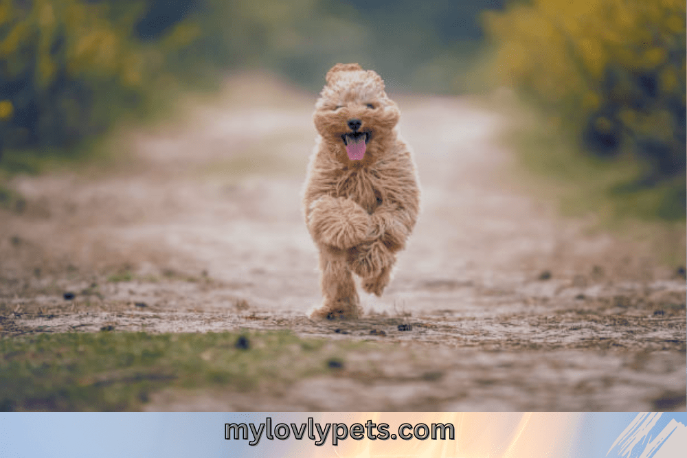 How To Crate Train A Cavapoo A StepByStep Guide