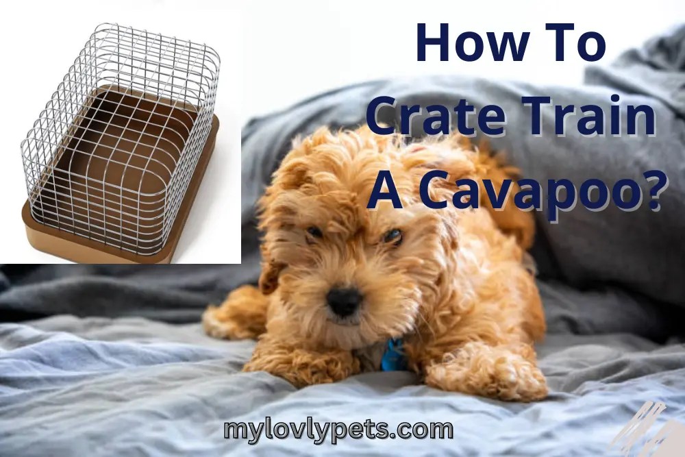 How To Crate Train A Cavapoo A StepByStep Guide