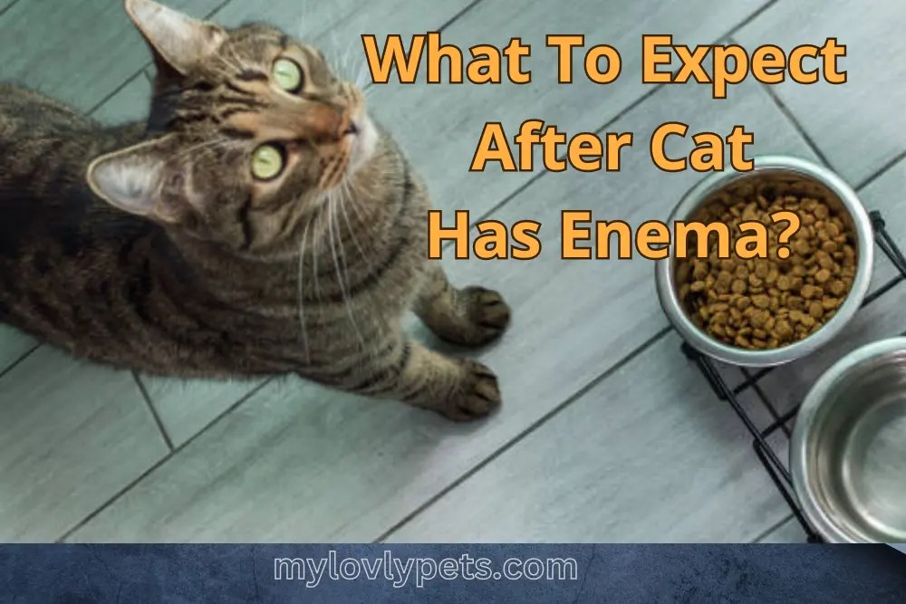 What To Expect After Cat Has Enema? (Potential Side Effects)