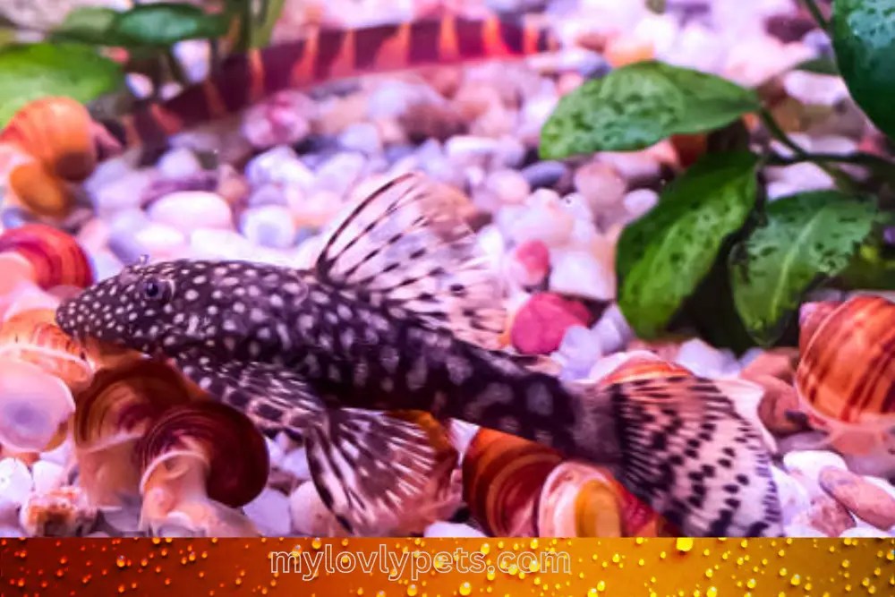 The Ultimate Plecostomus Blue Phantom (l128) Care Guide