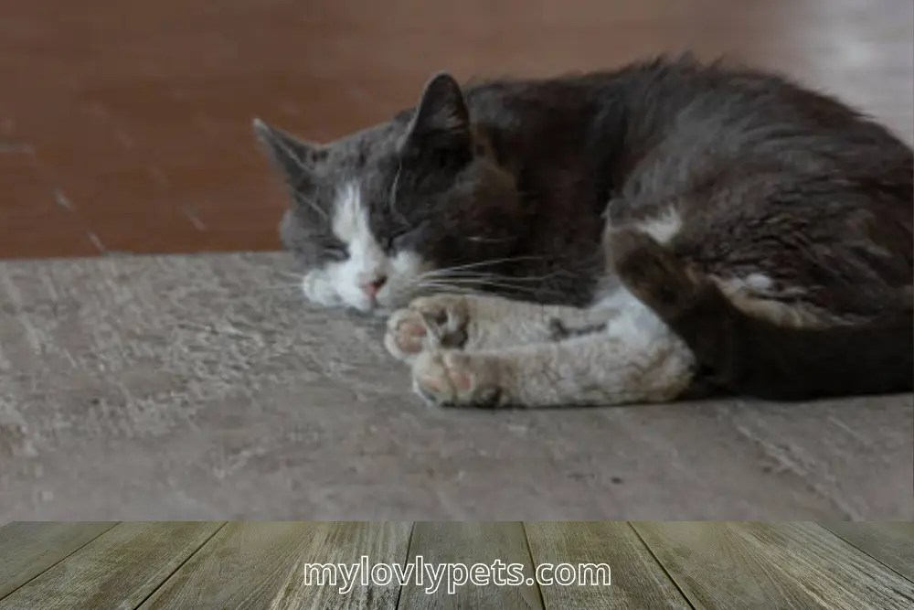 Why Do Cats Paw Pads Turn Black?