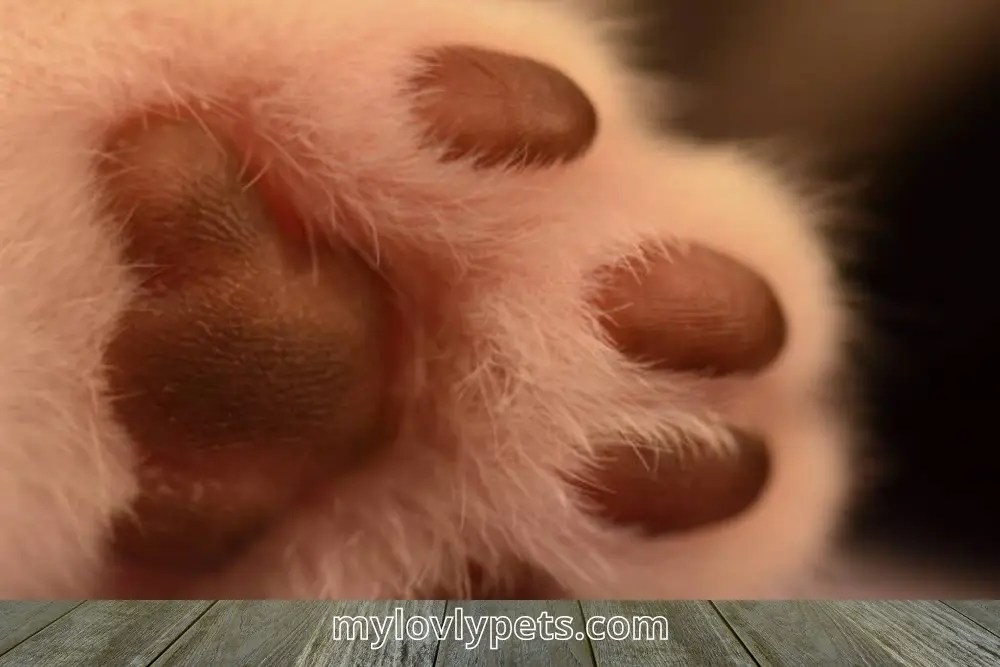 Why Do Cats Paw Pads Turn Black?